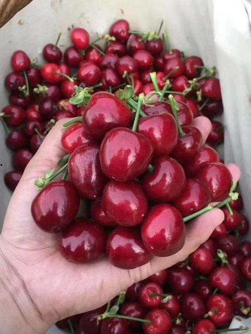 吃瓜网红事件樱桃是真的吗,真相揭秘，是真是假？  第1张